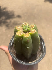 👑💎🌶️  CSD — Pup Graft on Rooted Pierre