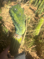 👑💎 Glorp — Year Old Graft on Spachianus