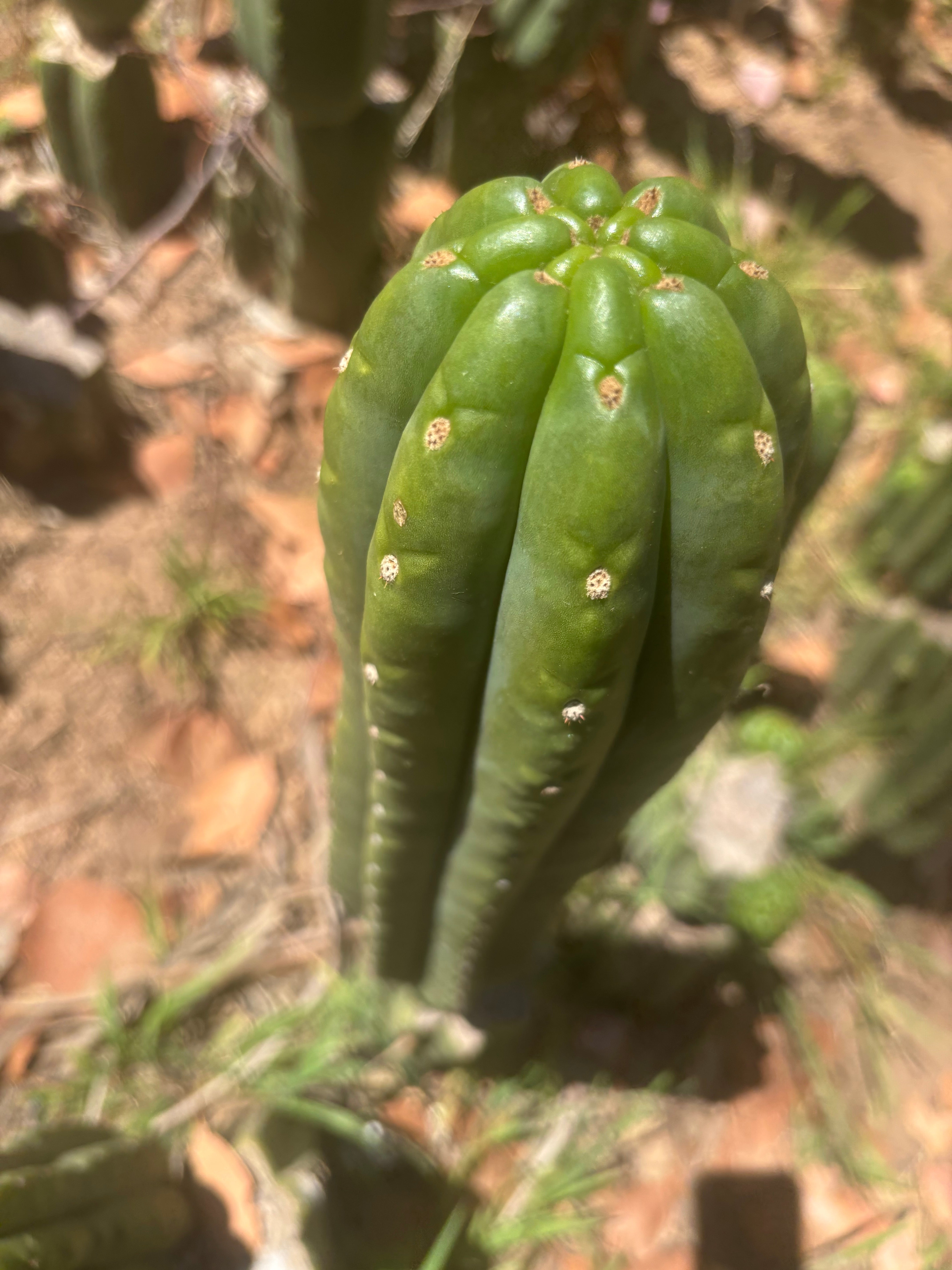 💎👑🌶️ The Field’s Pachanoi — XL 15” Pup