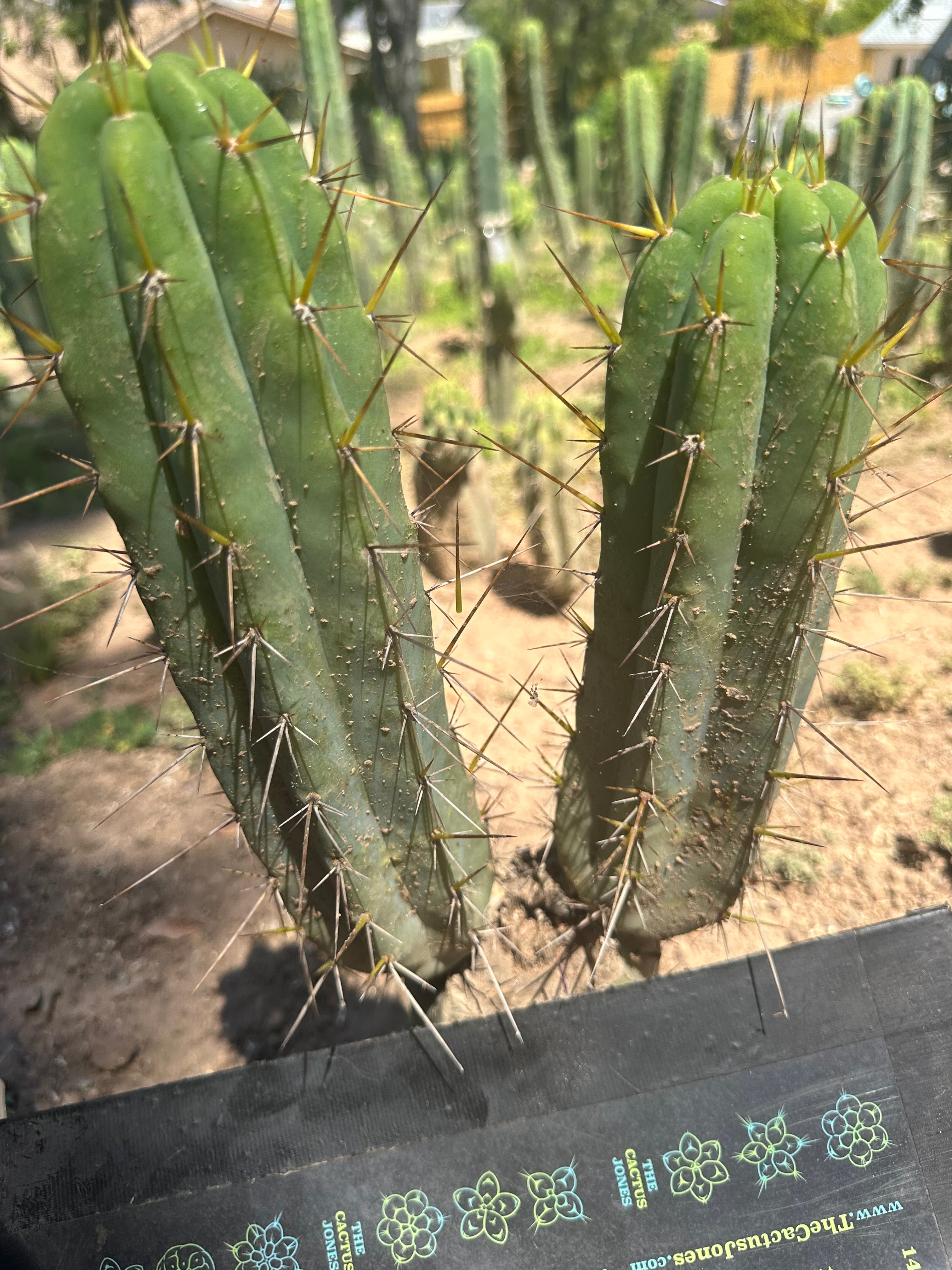 👑🌶️ Nash — 10” Tips, Restocked