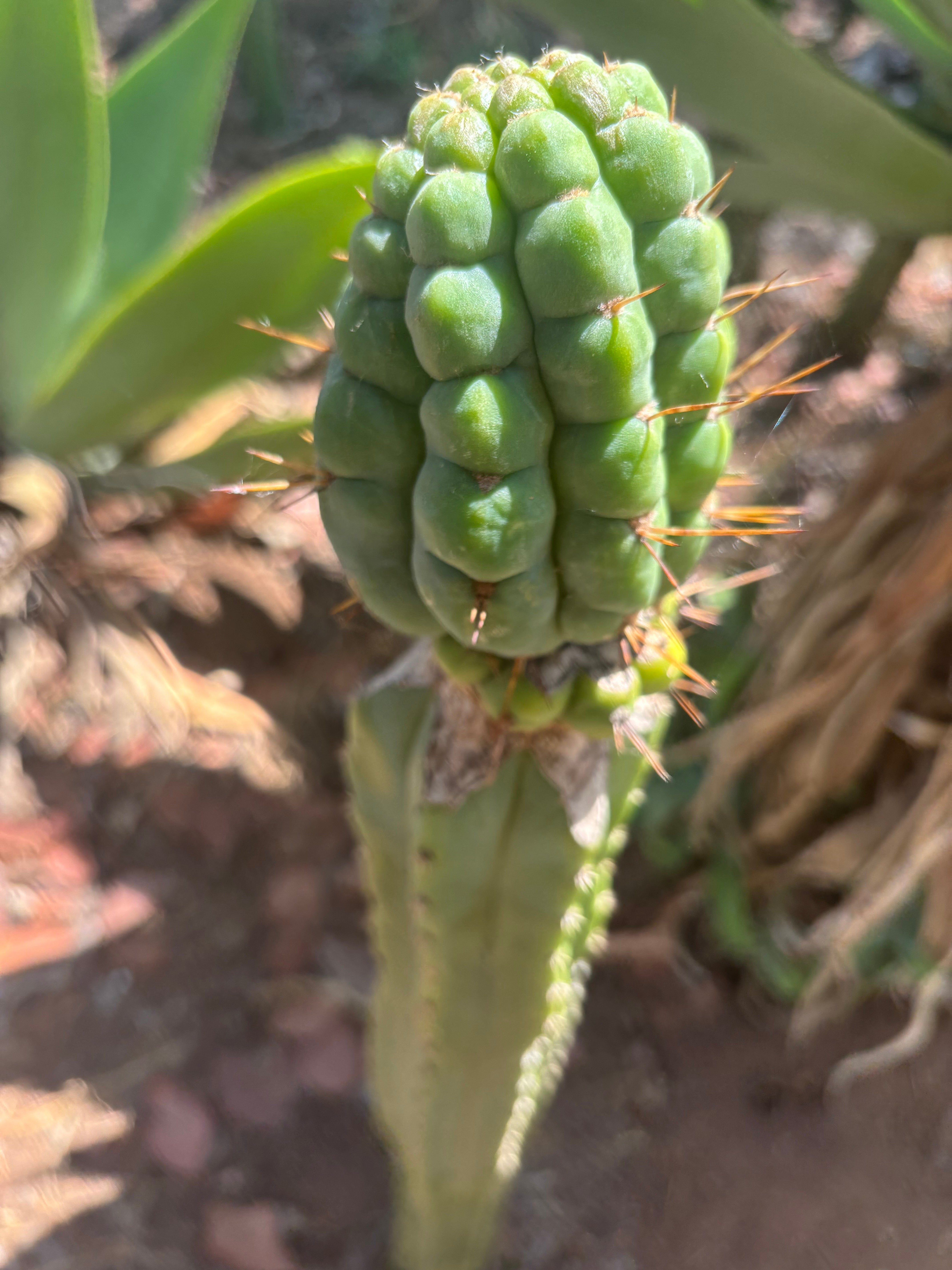 💎👑💎 Havran — Large Established Graft on PC