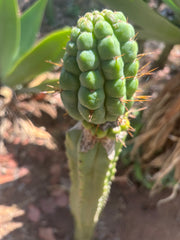 💎👑💎 Havran — Large Established Graft on PC