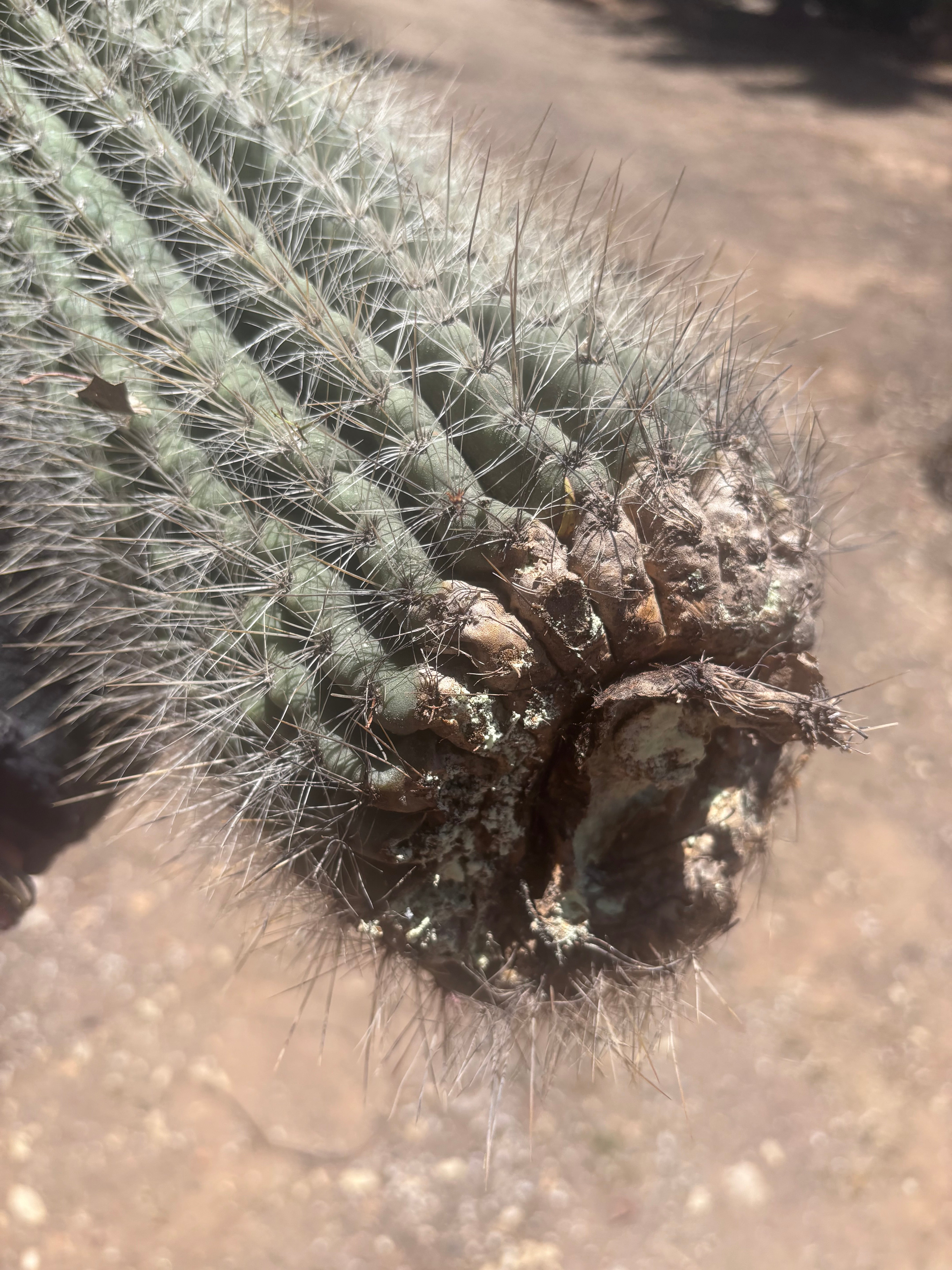 💎💎 T. Atacamensis — MASSIVE 17” Pup