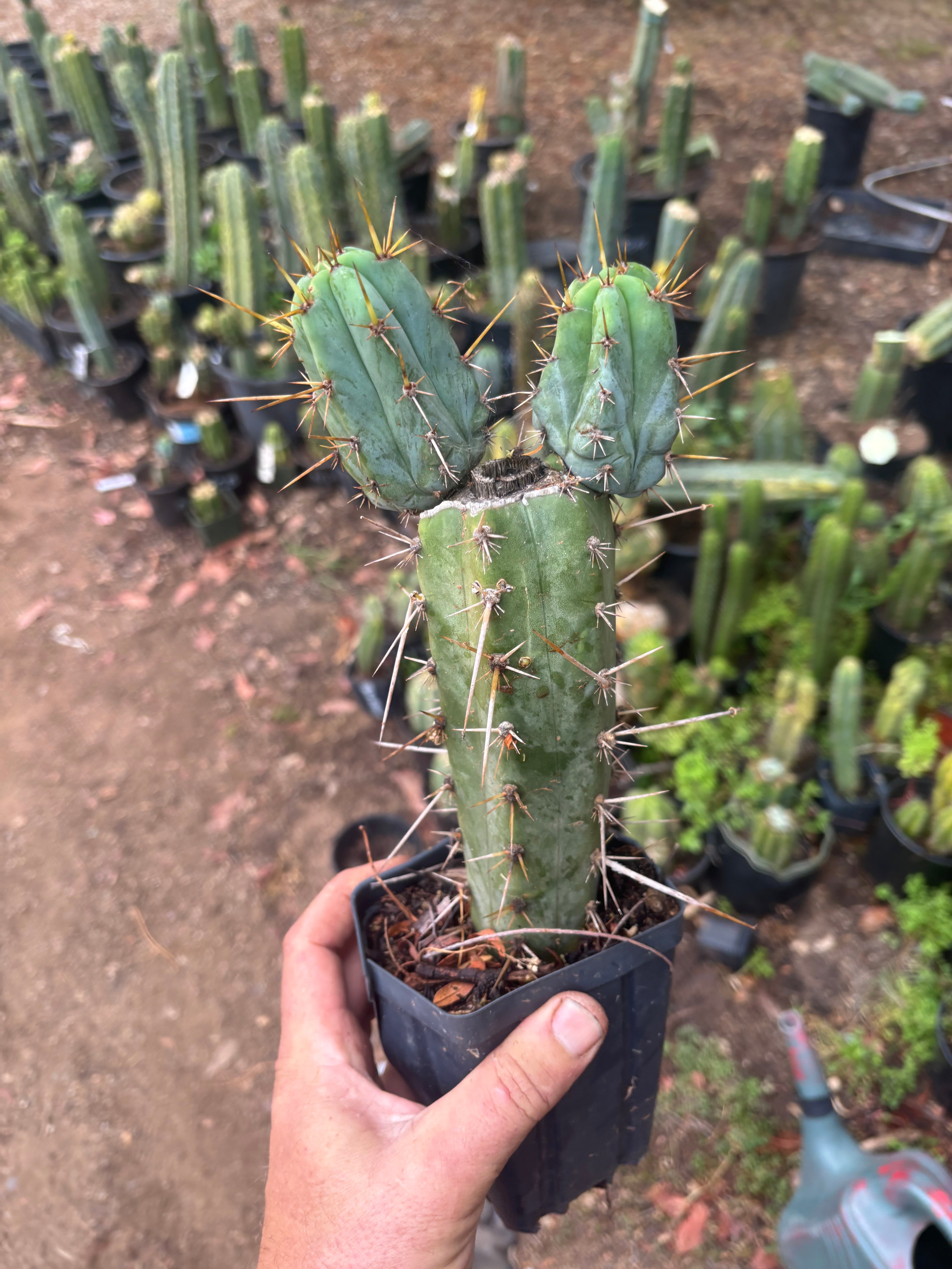 Wild Andes x SS02 — 10” Rooted Mid w/ Pups