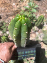 👑🌶️🌶️ Landfill — 10” Pup