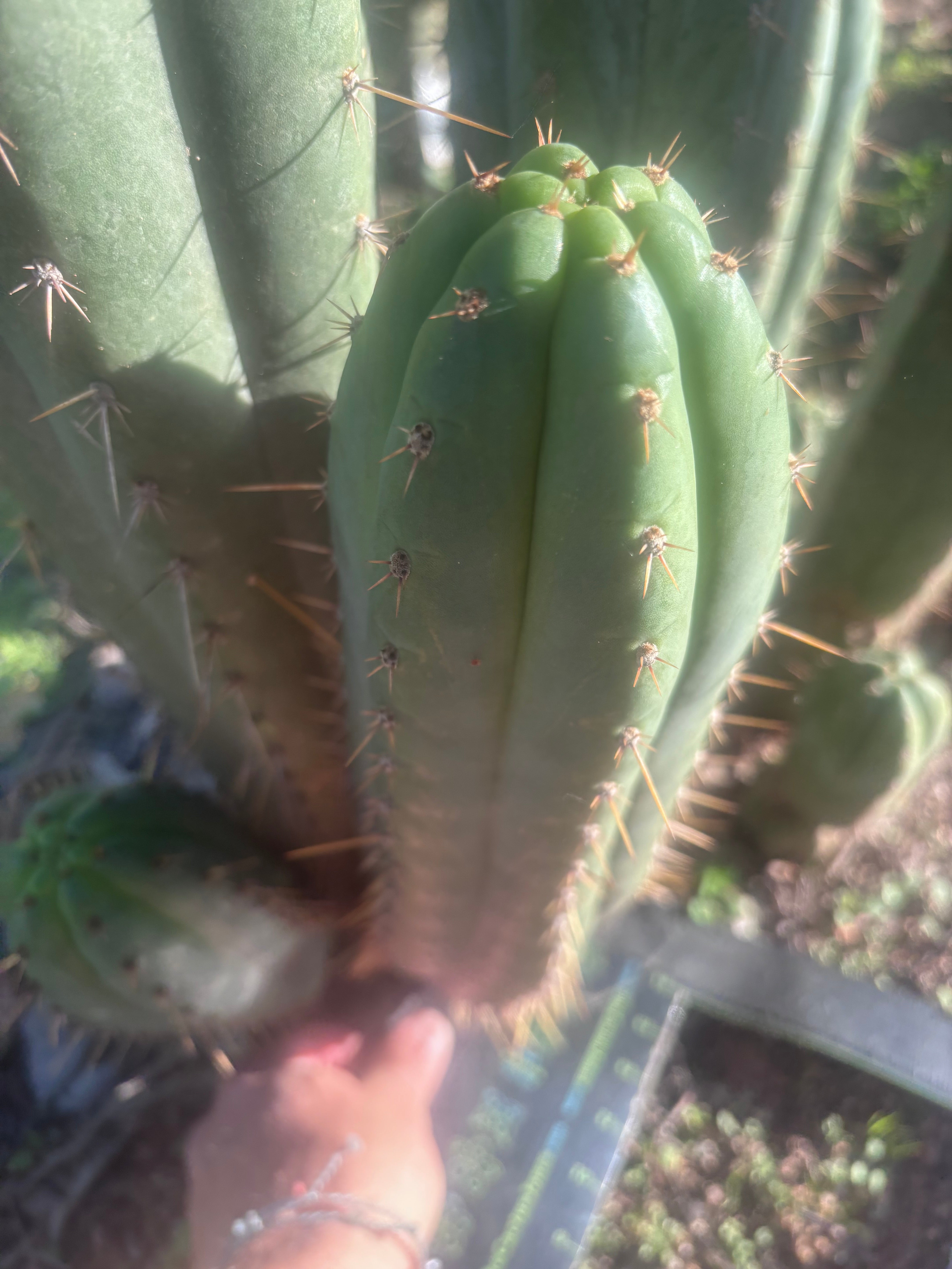 💎👑🌶️ Kimnach — Beefy XL 14” Pup