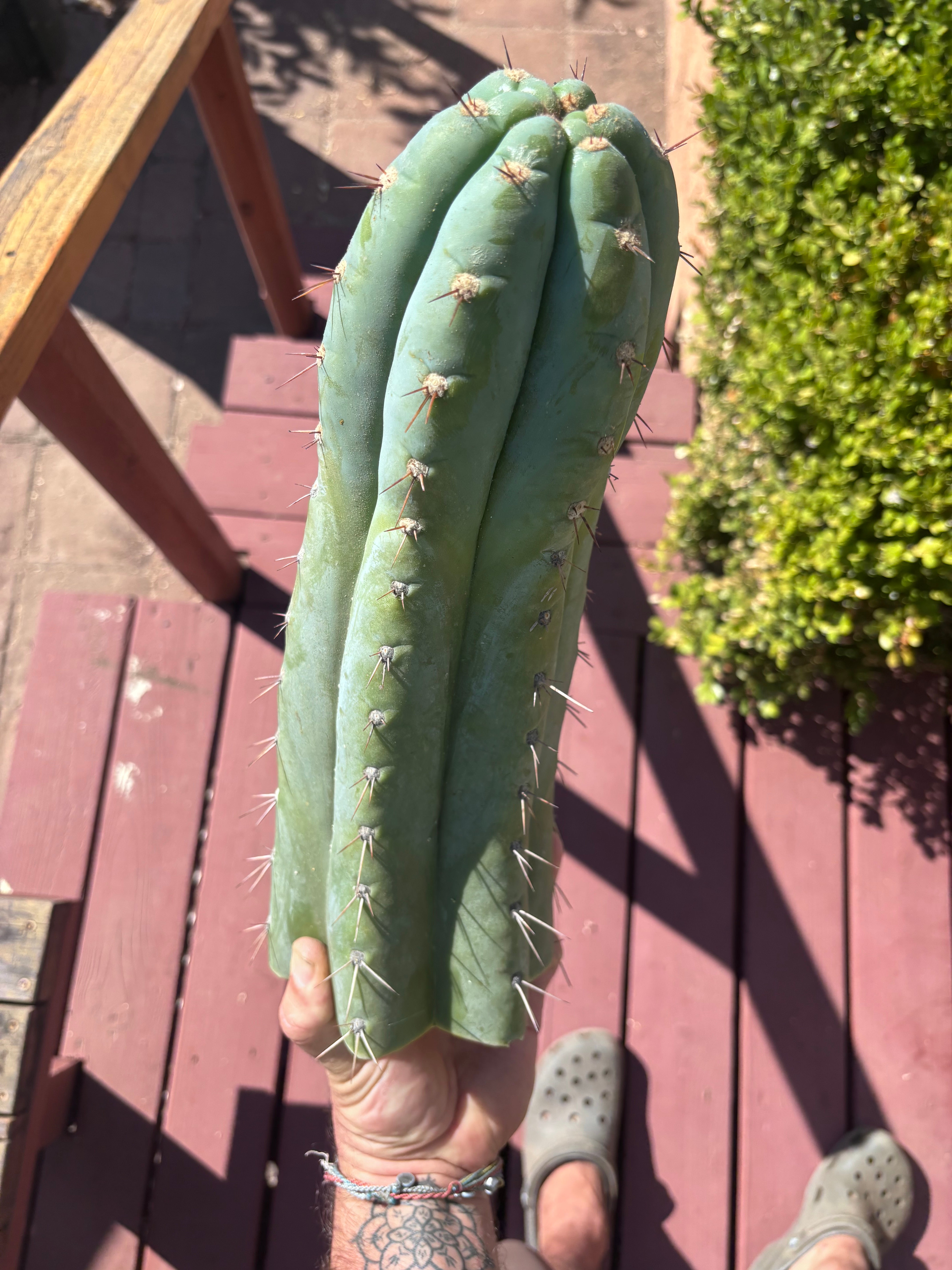 💎👑🌶️ CGG — XL 15” Tip