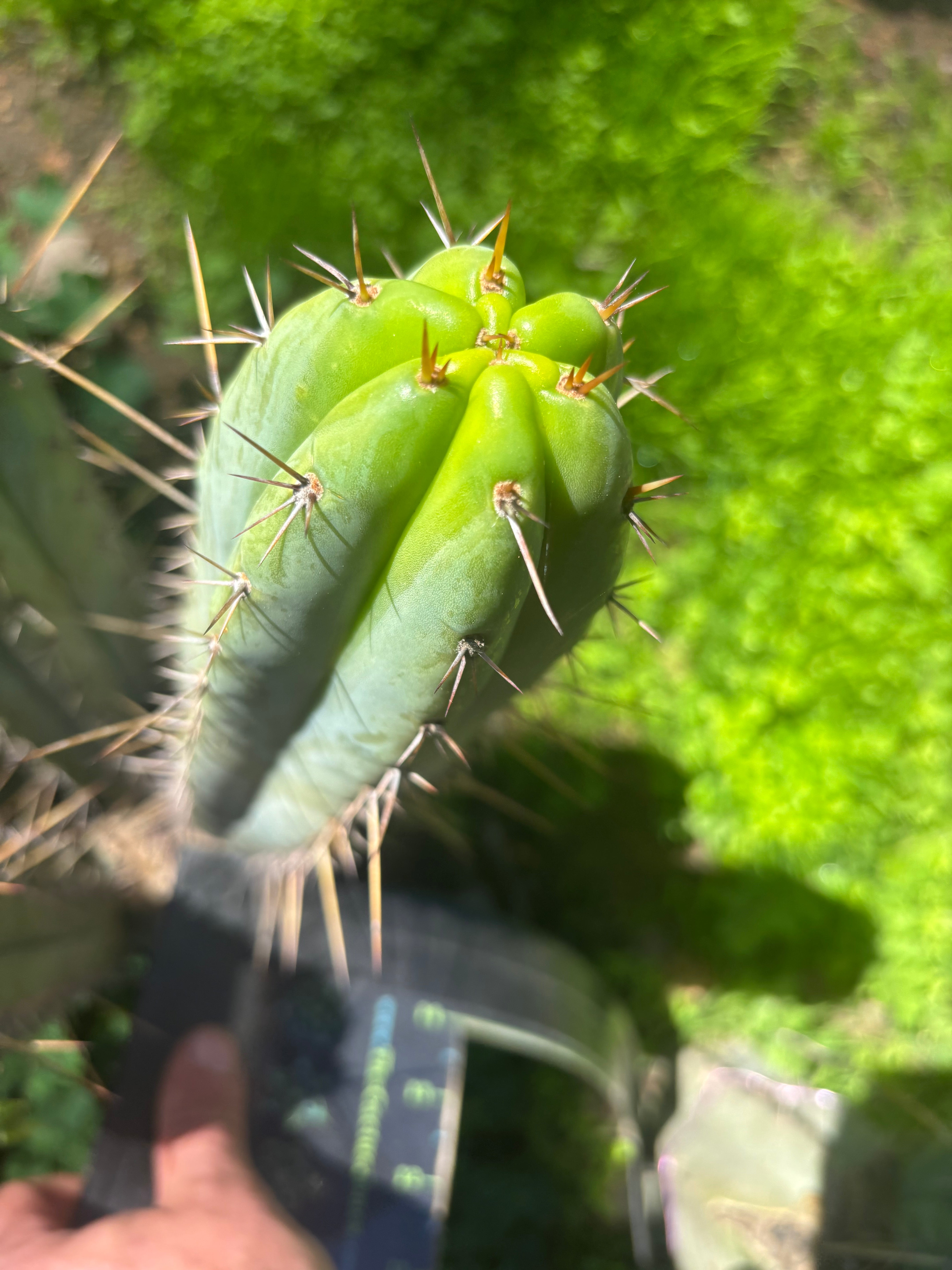 👑🌶️ DeLorean — 11” Pup