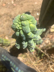 👑💎 Glorp — FAT XXL Graft