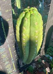 👑🌶️ The Field’s Pachanoi — Fat 10” Pup