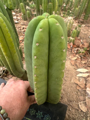 👑🌶️  Scop A  — Chonky 10” Tips