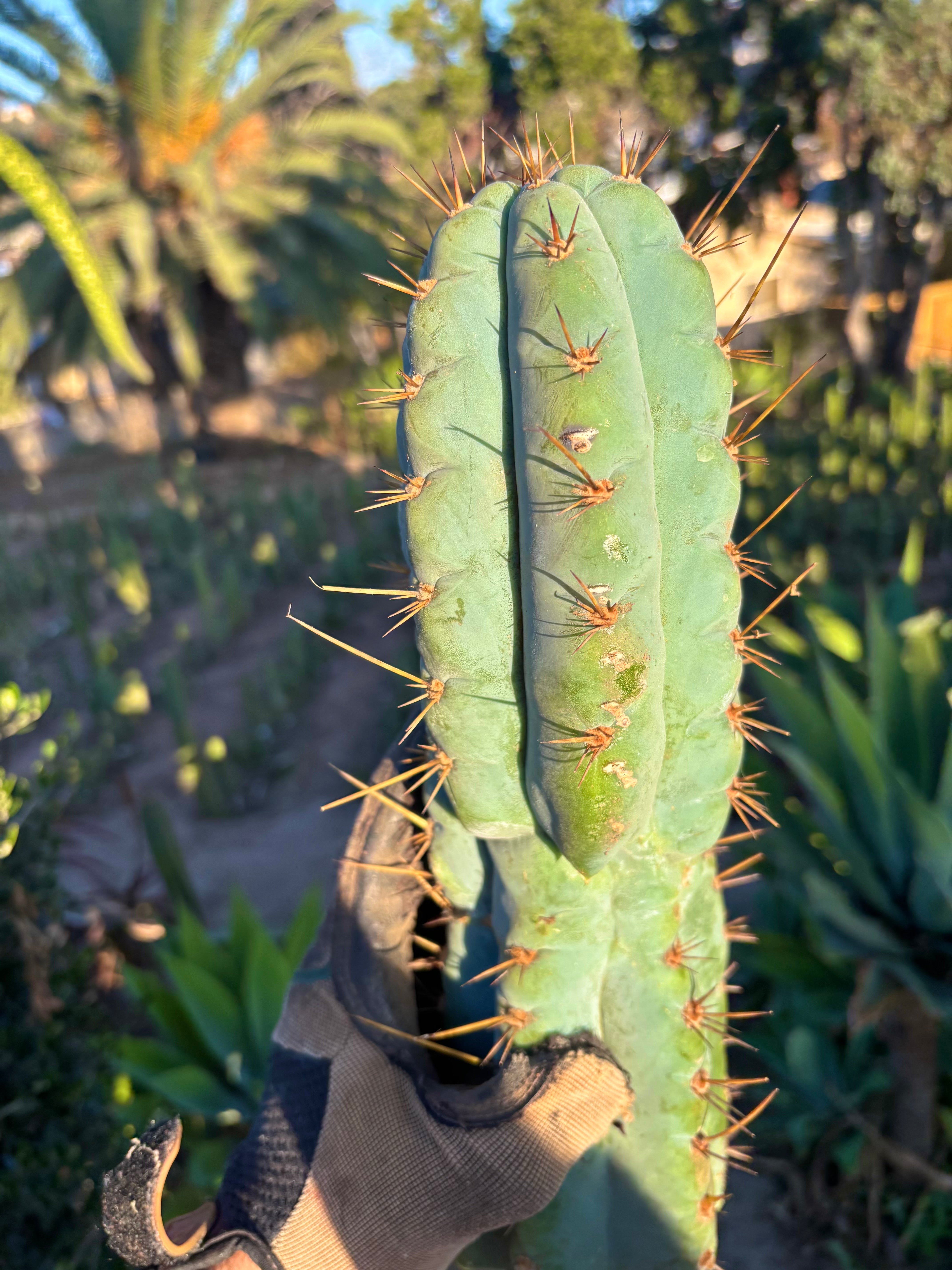 💎👑💎 Papa Smurf — XL 14” Tip