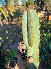 💎👑💎 Papa Smurf — XL 14” Tip