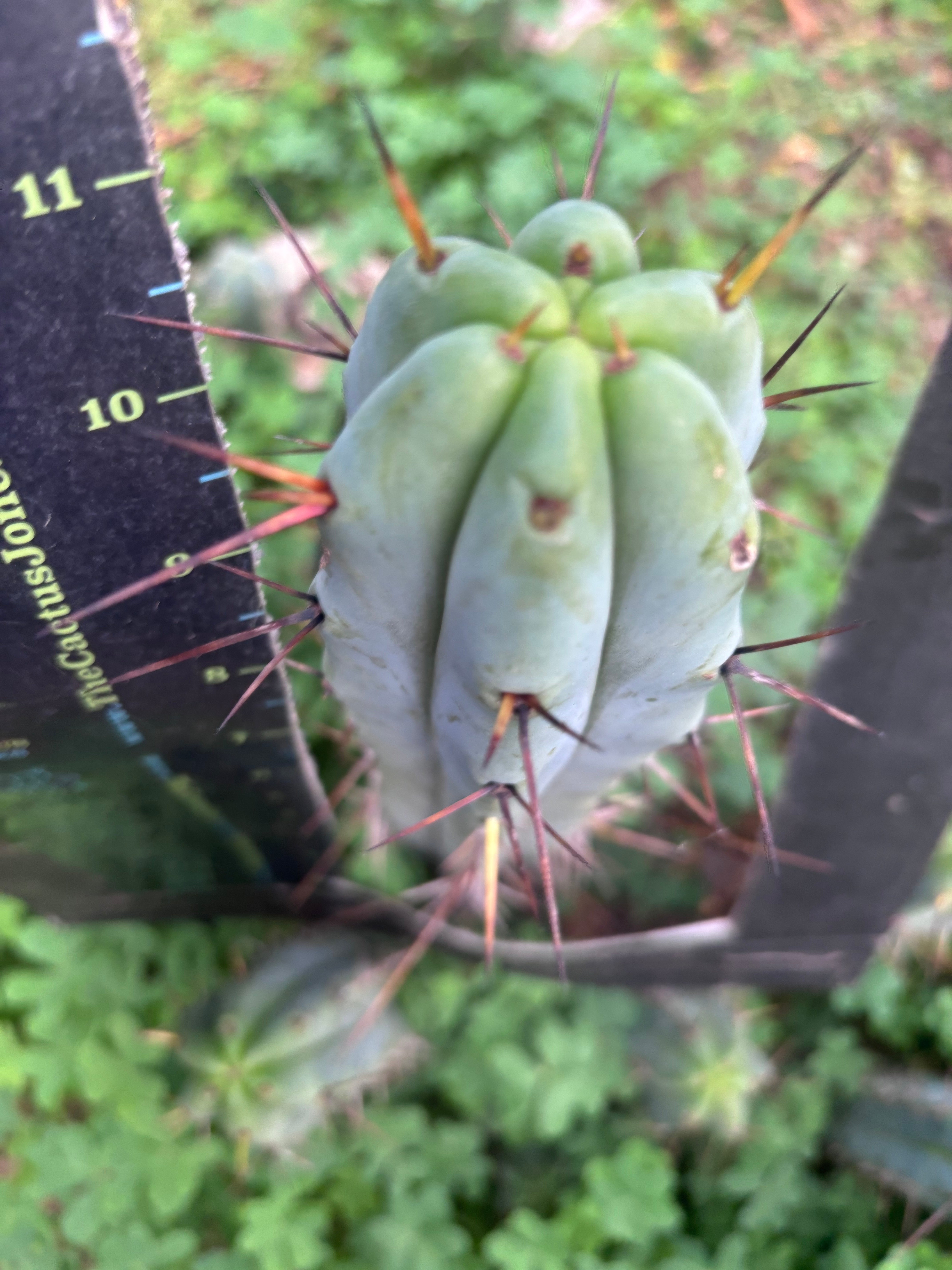 👑🌶️ Mesa Gardens Bridge — 11” Tip