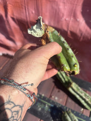 👑🌶️ Yowie — 24” Total