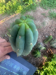 💎👑🌶️🌶️ Austy’s Bomb — 9” Tip