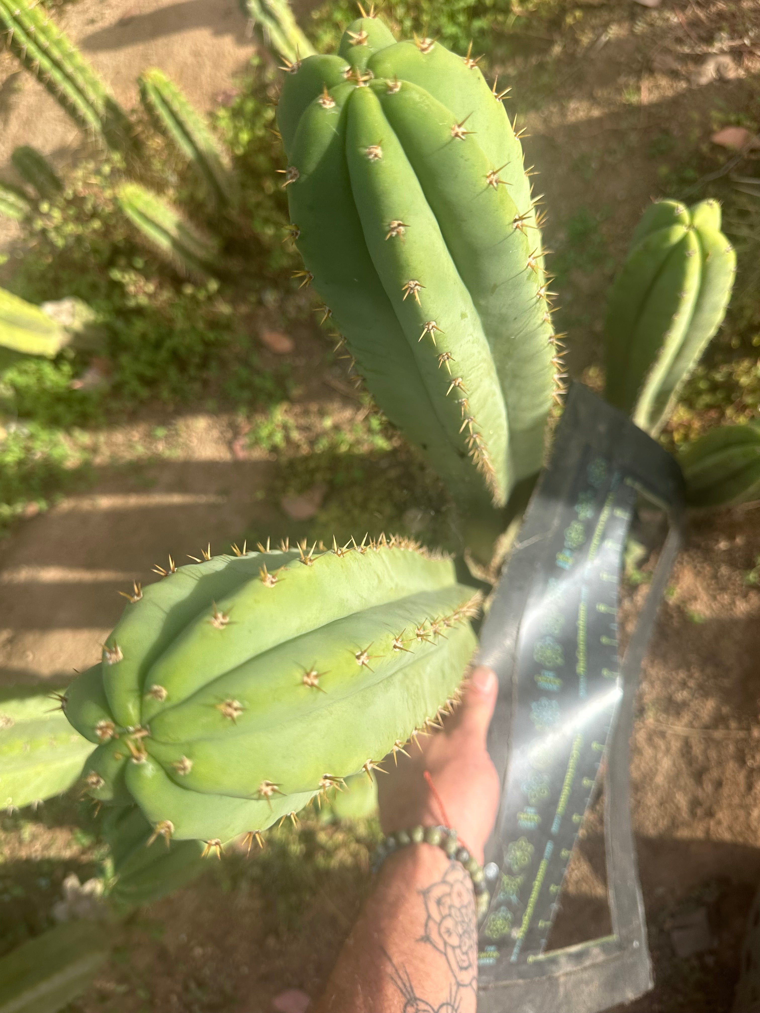 Heynes x Jessica  — XL 14” Tips