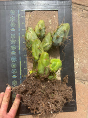 👑🌶️🌶️  TBM  Clone B — XL Rooted Cluster