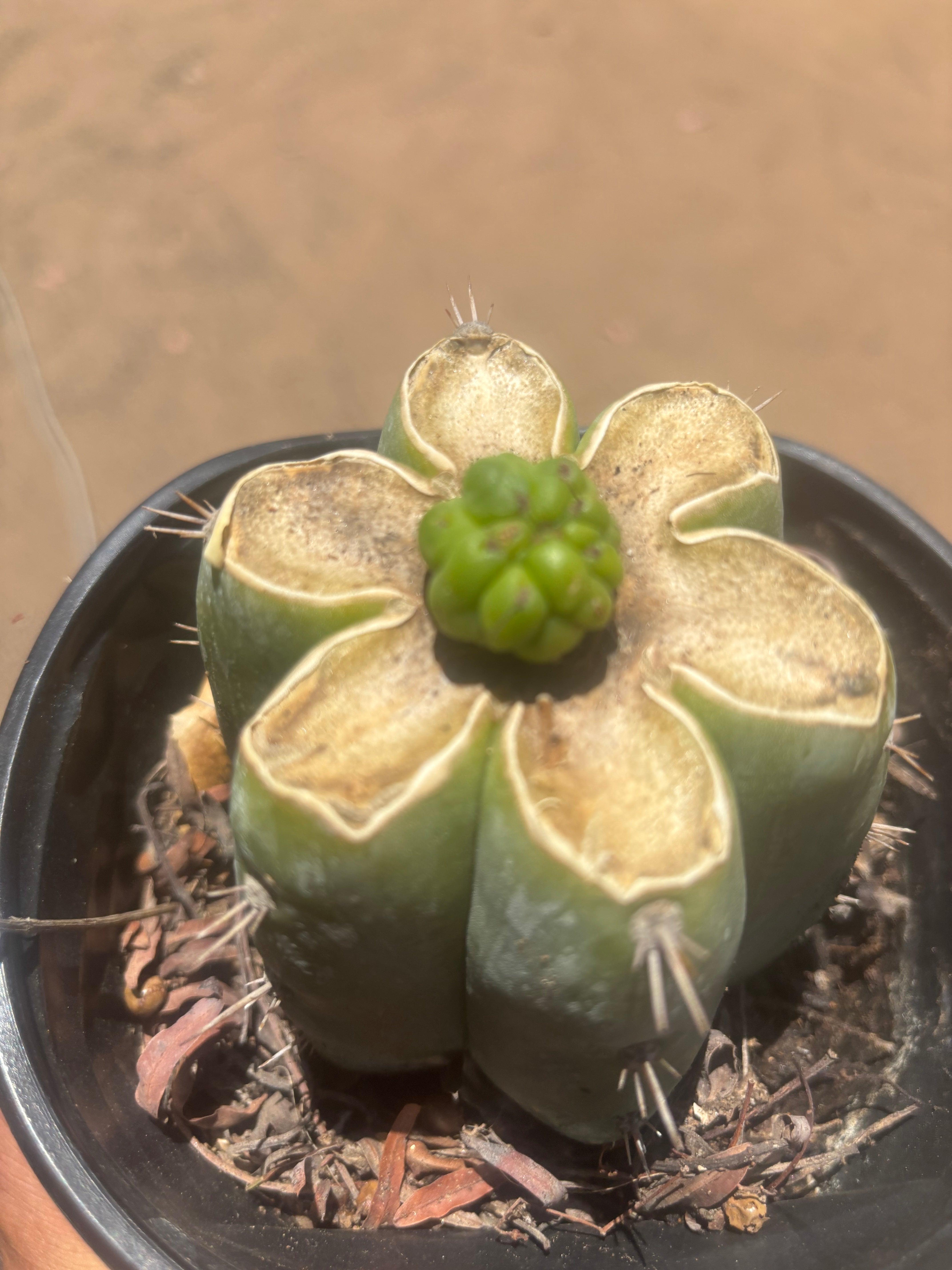 💎👑💎 Havran — Pup Graft on Rooted Shine01