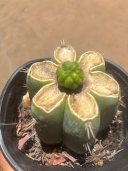 💎👑💎 Havran — Pup Graft on Rooted Shine01