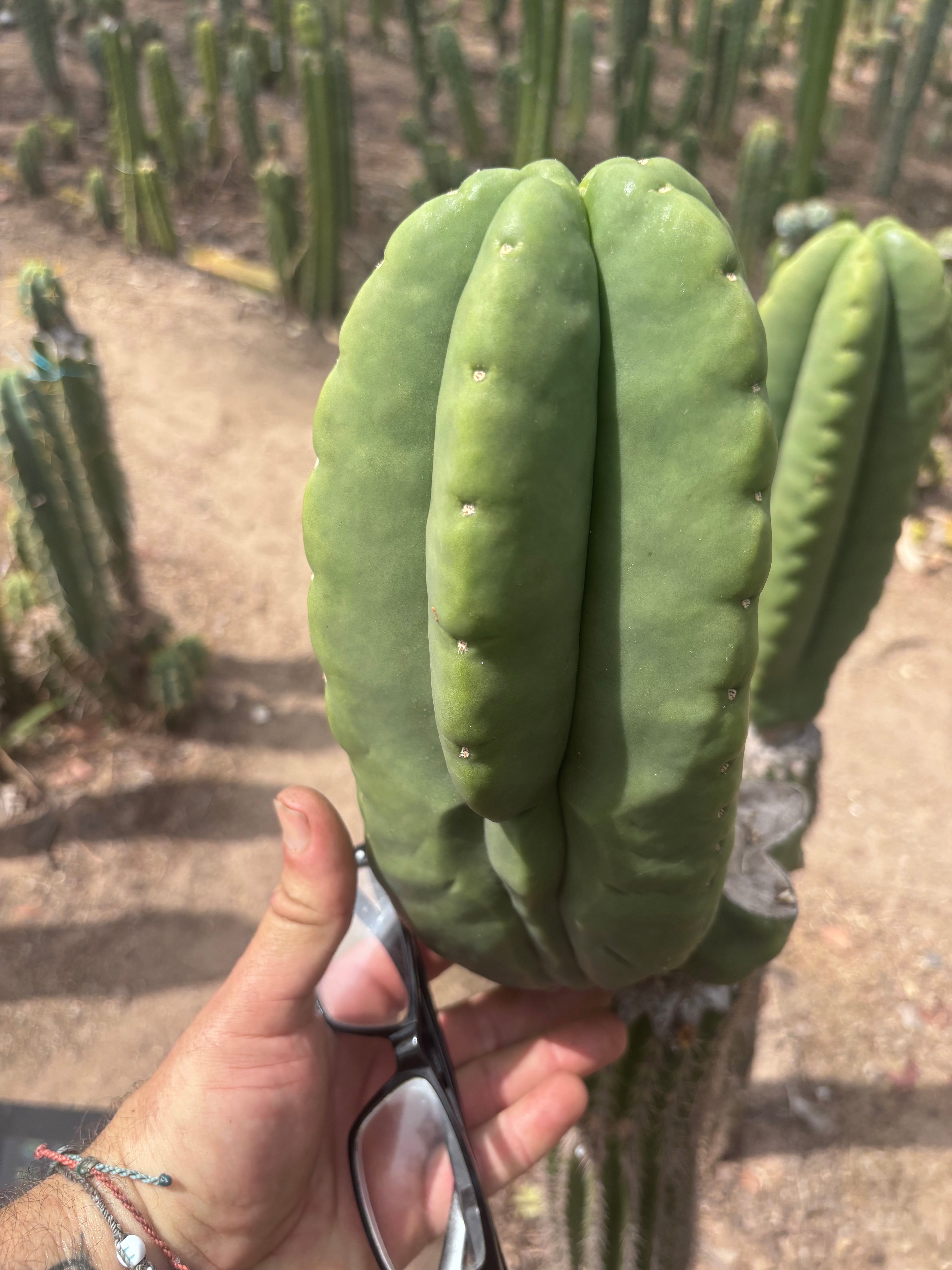 💎👑💎🌶️ Ferah — Massive 10” Melon!