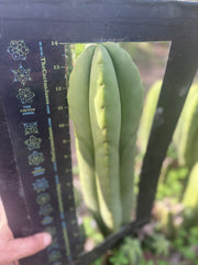 👑💎 Aussie Scop — XL 14” Tip