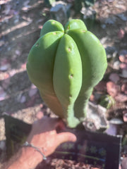 👑🌶️ Zulk — XL FAT 13” Pup