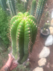 💎👑💎 Parque de Leyendes —BK08611.4 Clone A —  “Work of Art” Tip Graft on Rooted Stock