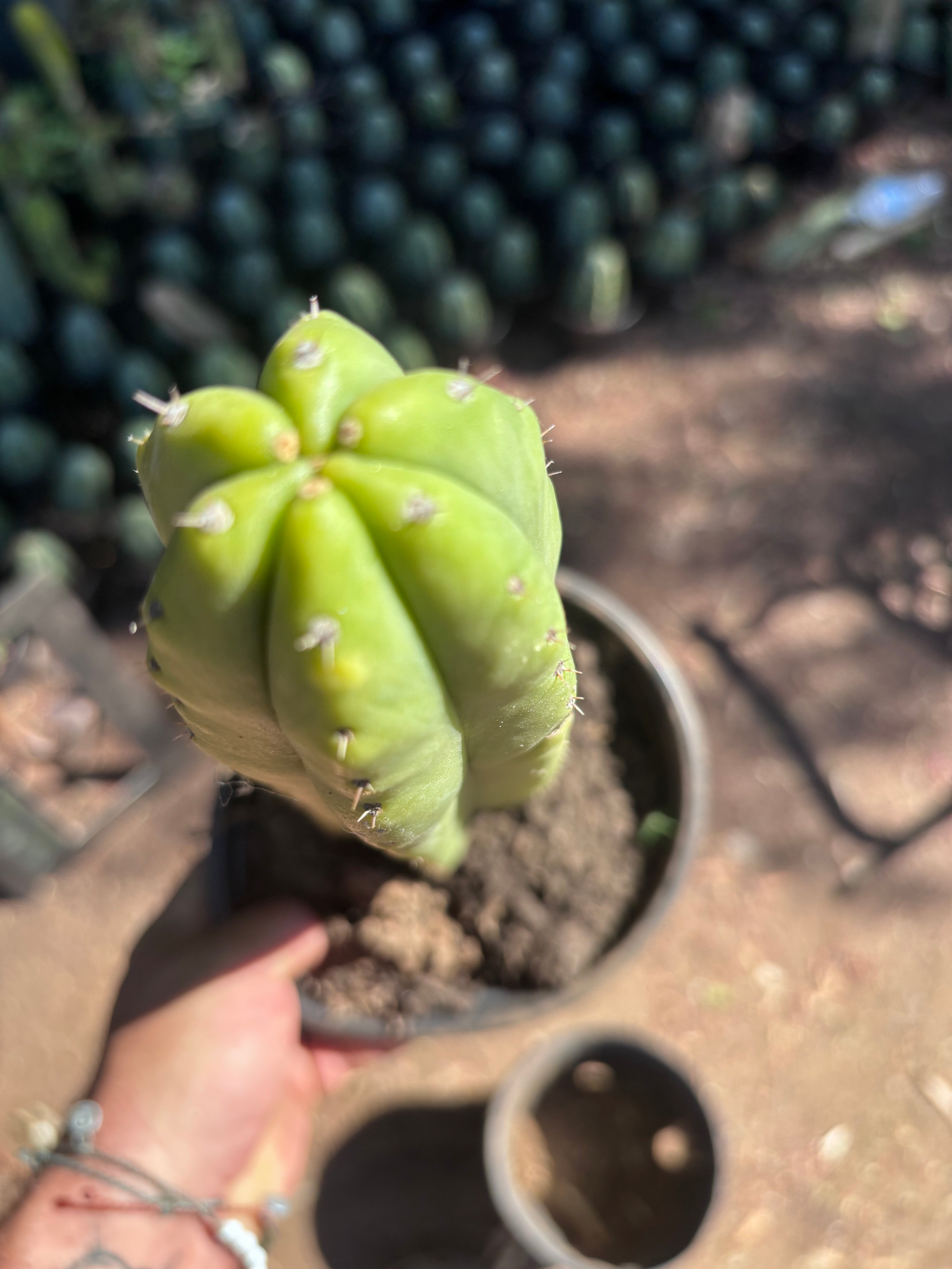 👑🌶️ Ecuadorian Pach — Rooted 13”