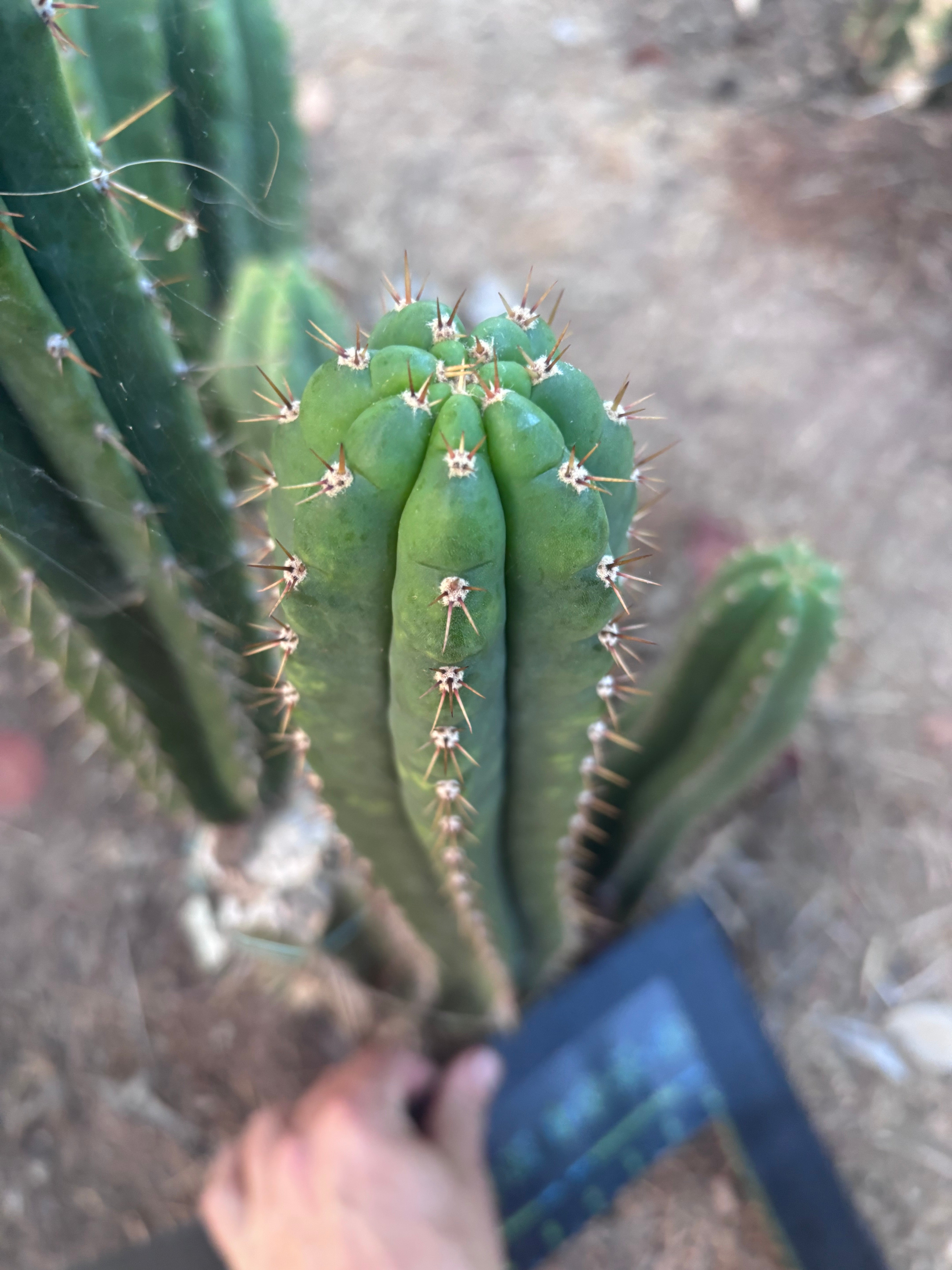 👑🌶️ KK339 — 14” Tip