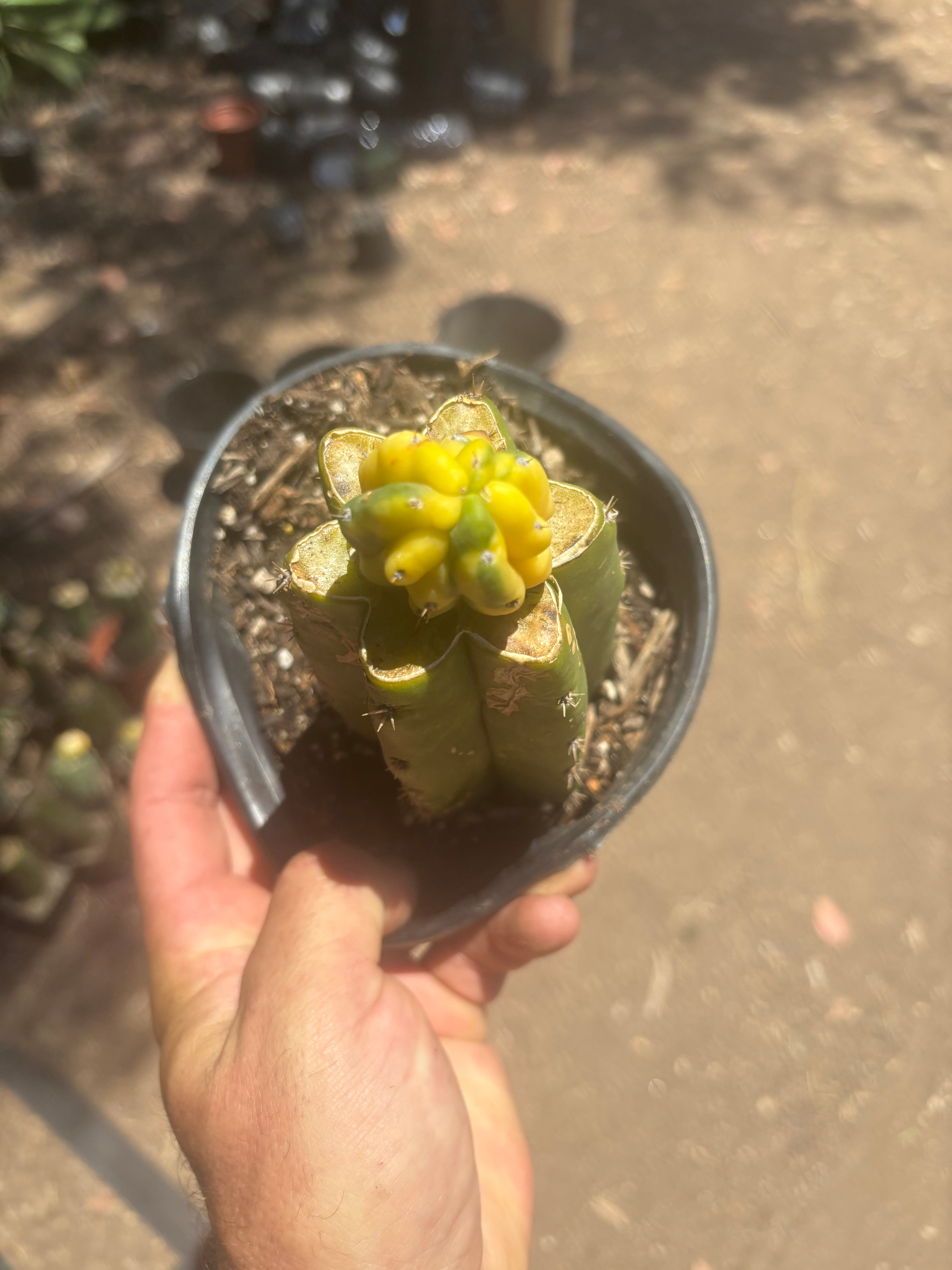 💎👑 Dr Funkenstein — Tip Graft