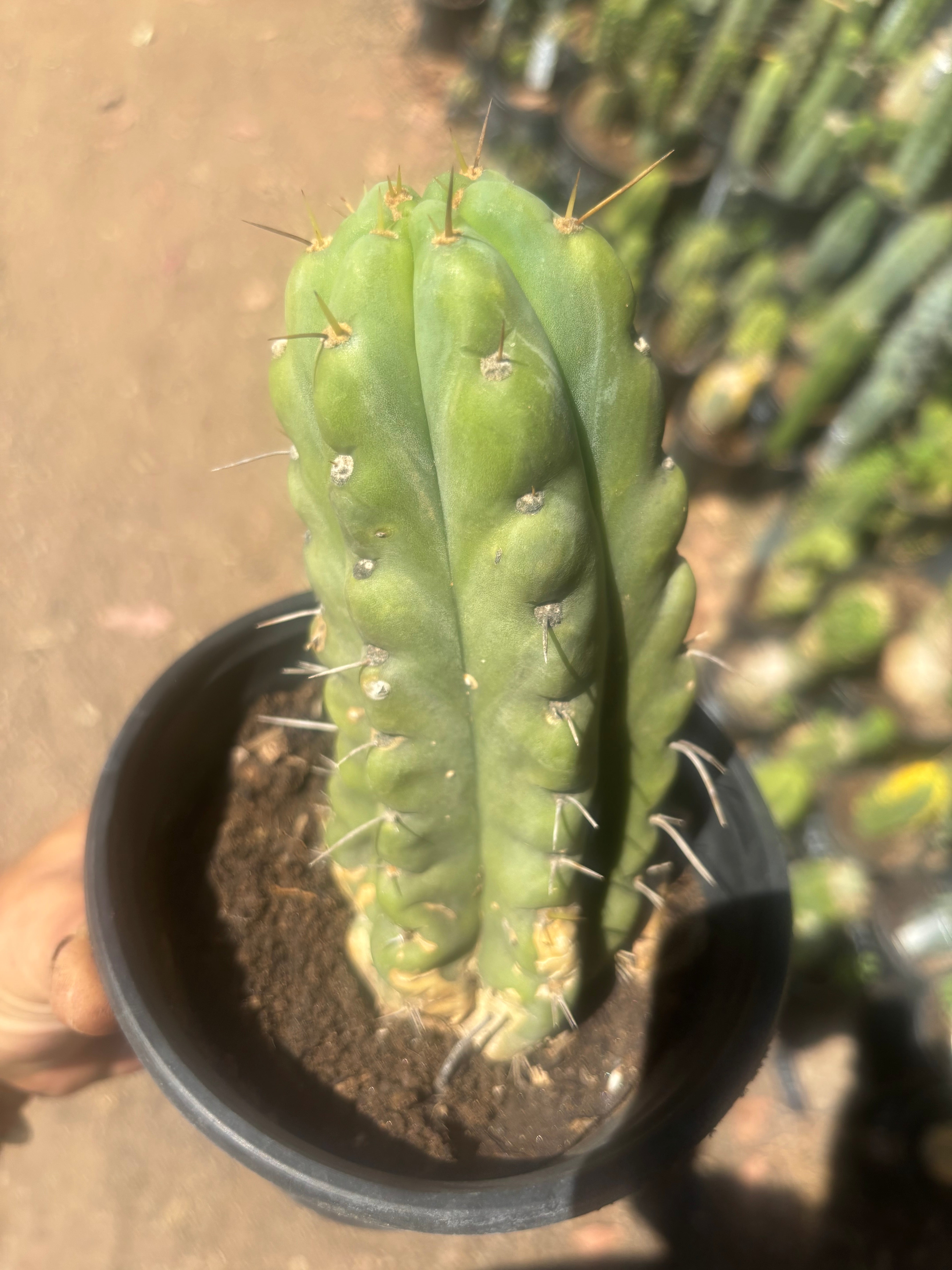 💎💎🌶️🌶️ NOM — Rooted 8” Pup
