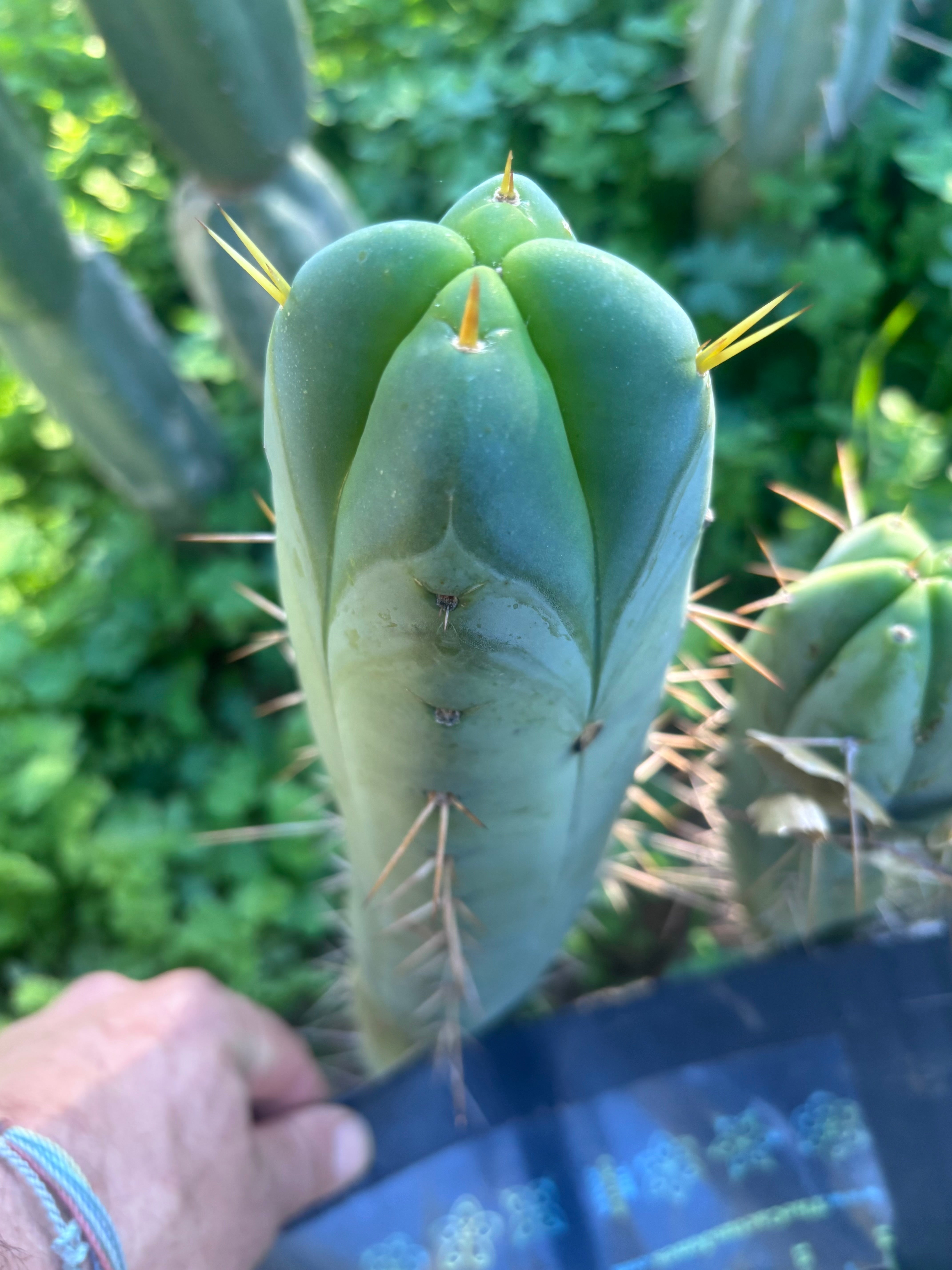💎👑🌶️🌶️ SS02  — 10” FourWang Tip