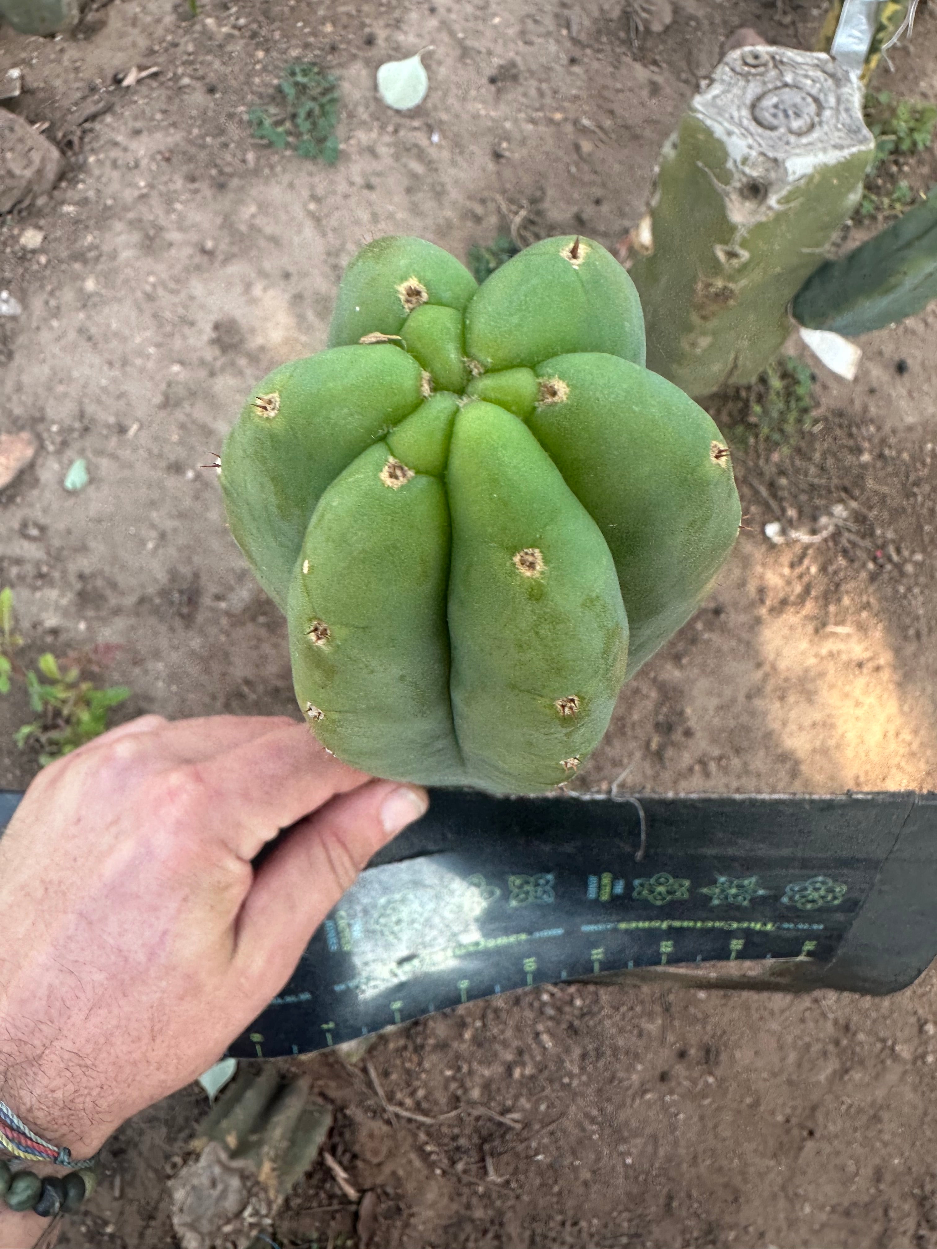💎👑🌶️ LMP — 9” Tip