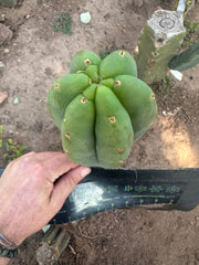 💎👑🌶️ LMP — 9” Tip