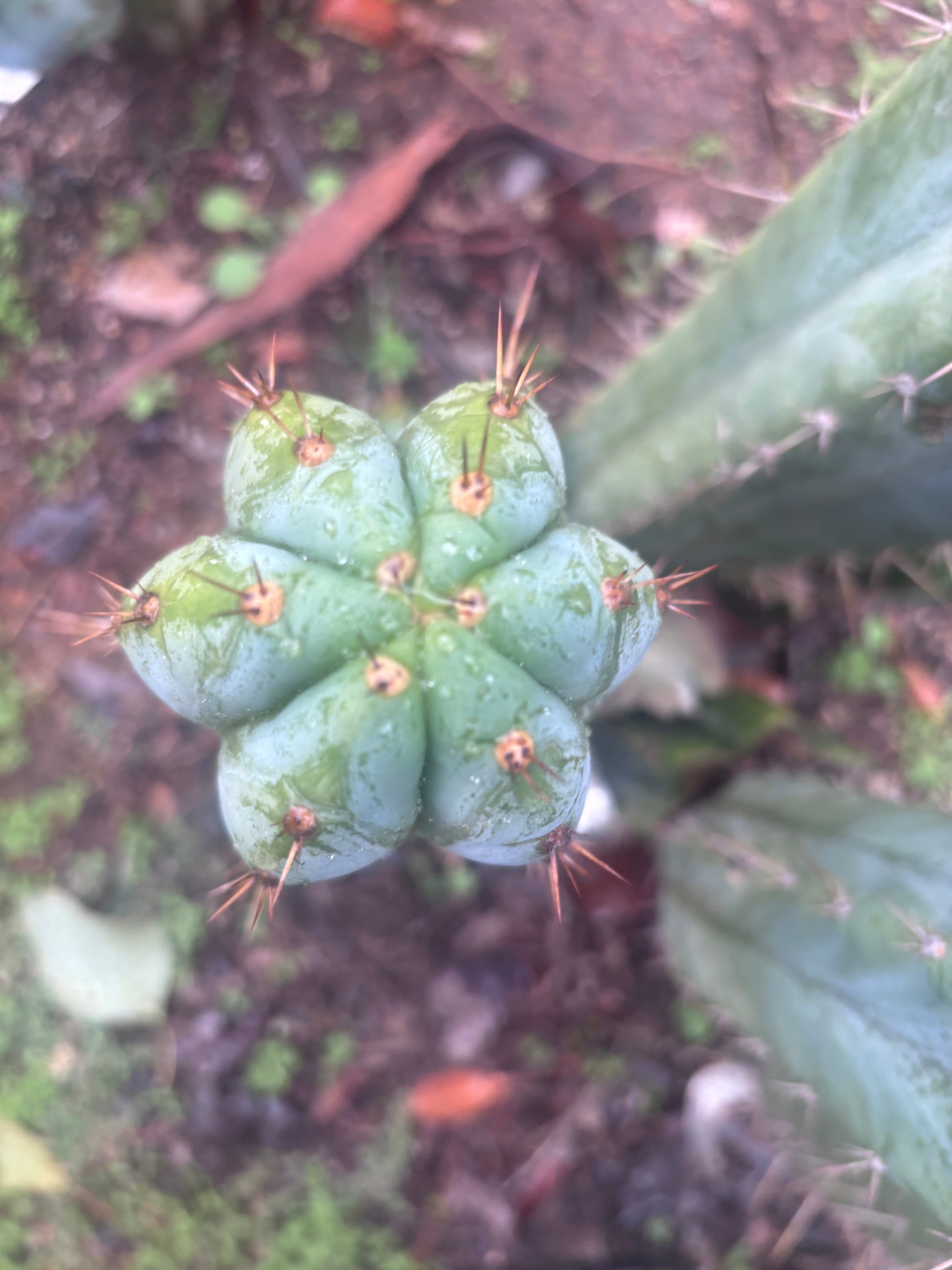 👑🌶️ Kimnach — Beefy 10” Tip