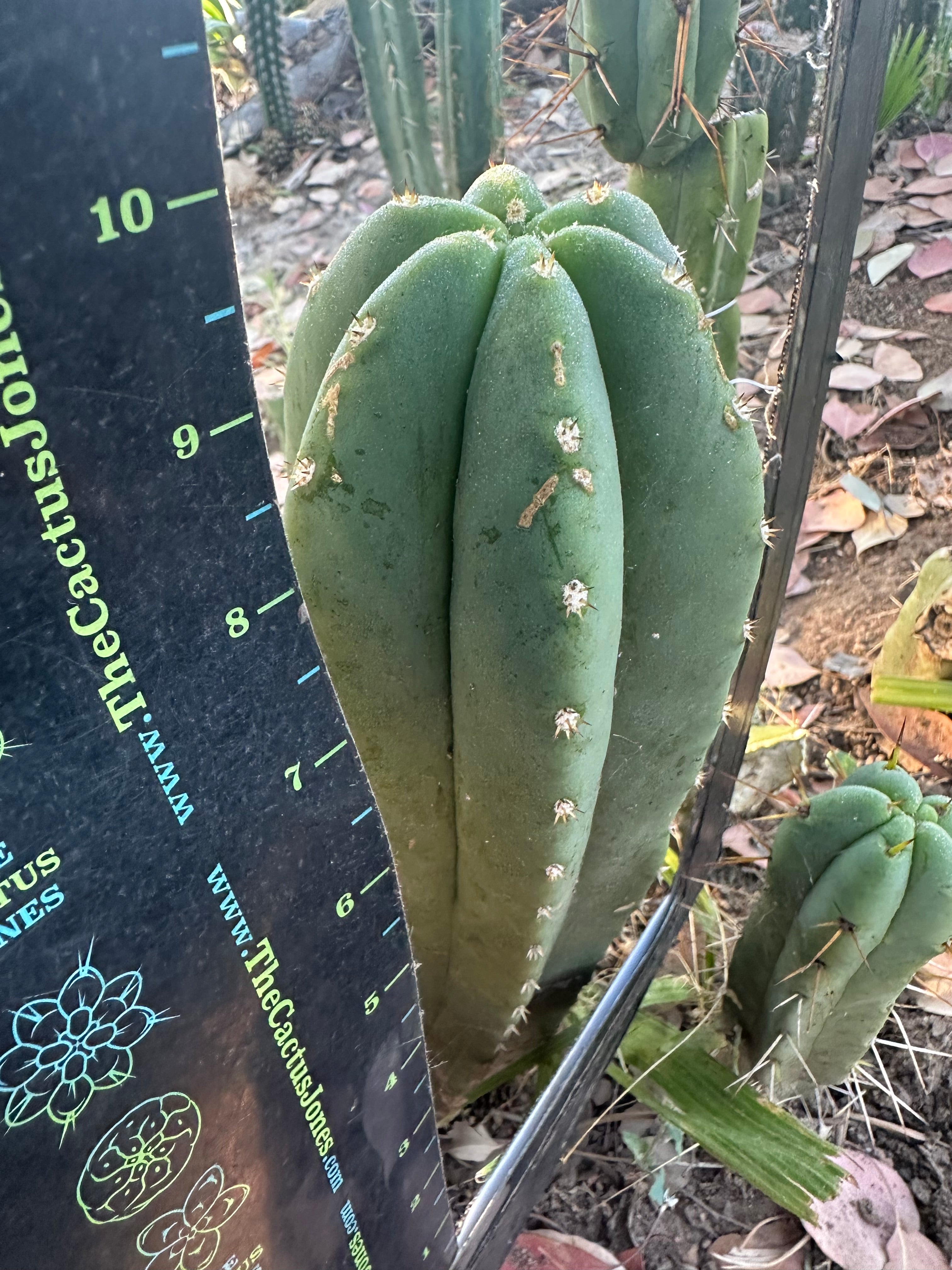 Super Pedro x Scop A  — Chonky 10” Tips