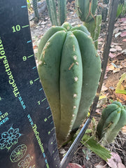 Super Pedro x Scop A  — Chonky 10” Tips