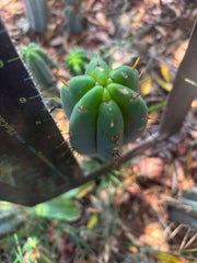 👑🌶️🌶️ Pala — Another 9” Tip