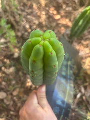 💎👑🌶️🌶️ KR04 — 9” Tip