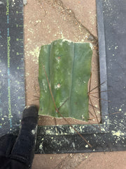 New FREE ADD-ON  — 🌶️ Chuck’s Bridge — 3-4” Roota-Chonk.