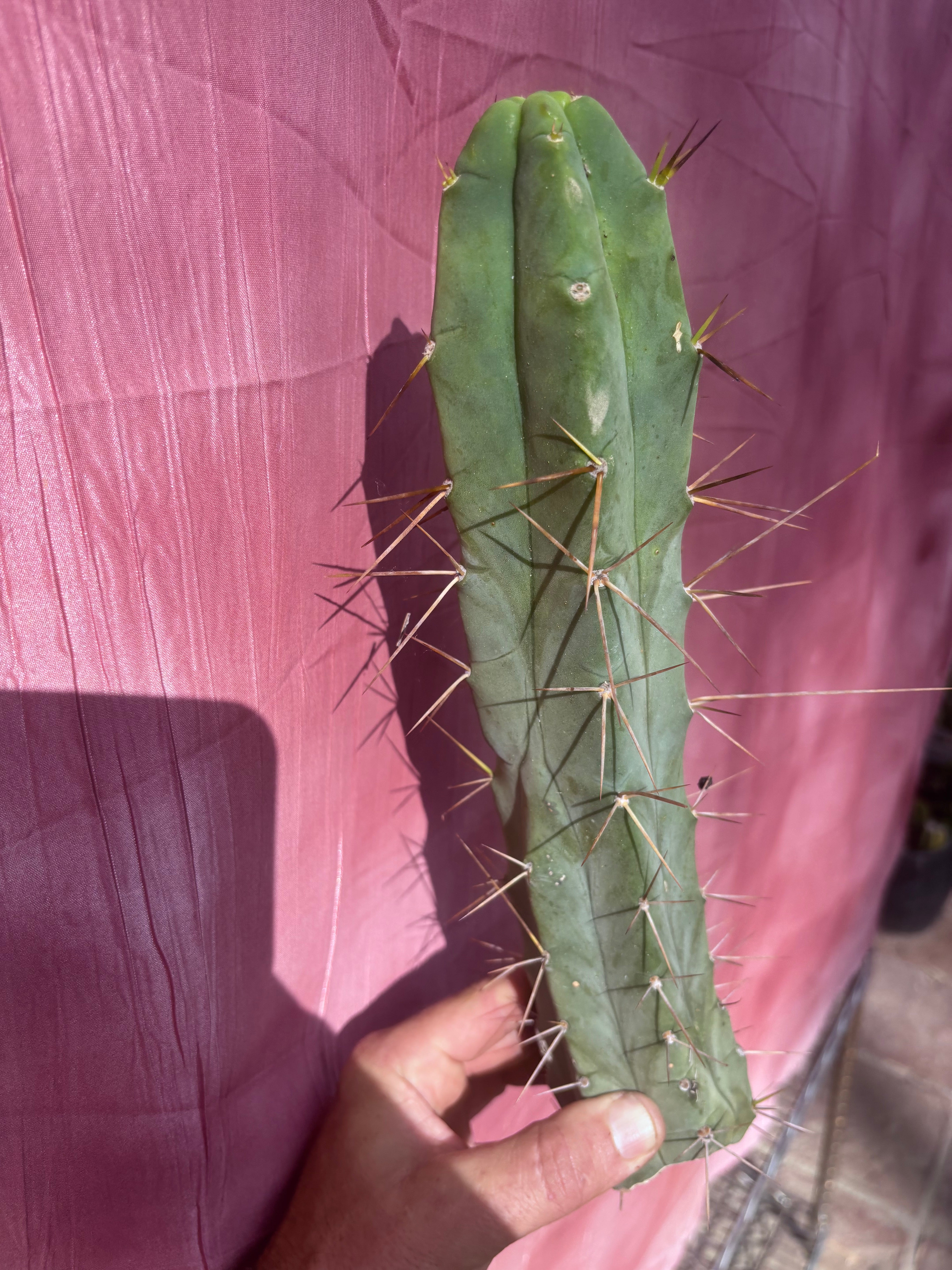 👑🌶️ TBQM  — 14” Tip