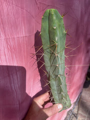 👑🌶️ TBQM  — 14” Tip