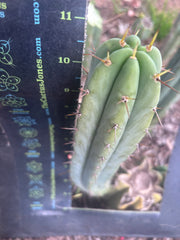 👑🌶️🌶️ Pala! — 11” Pup