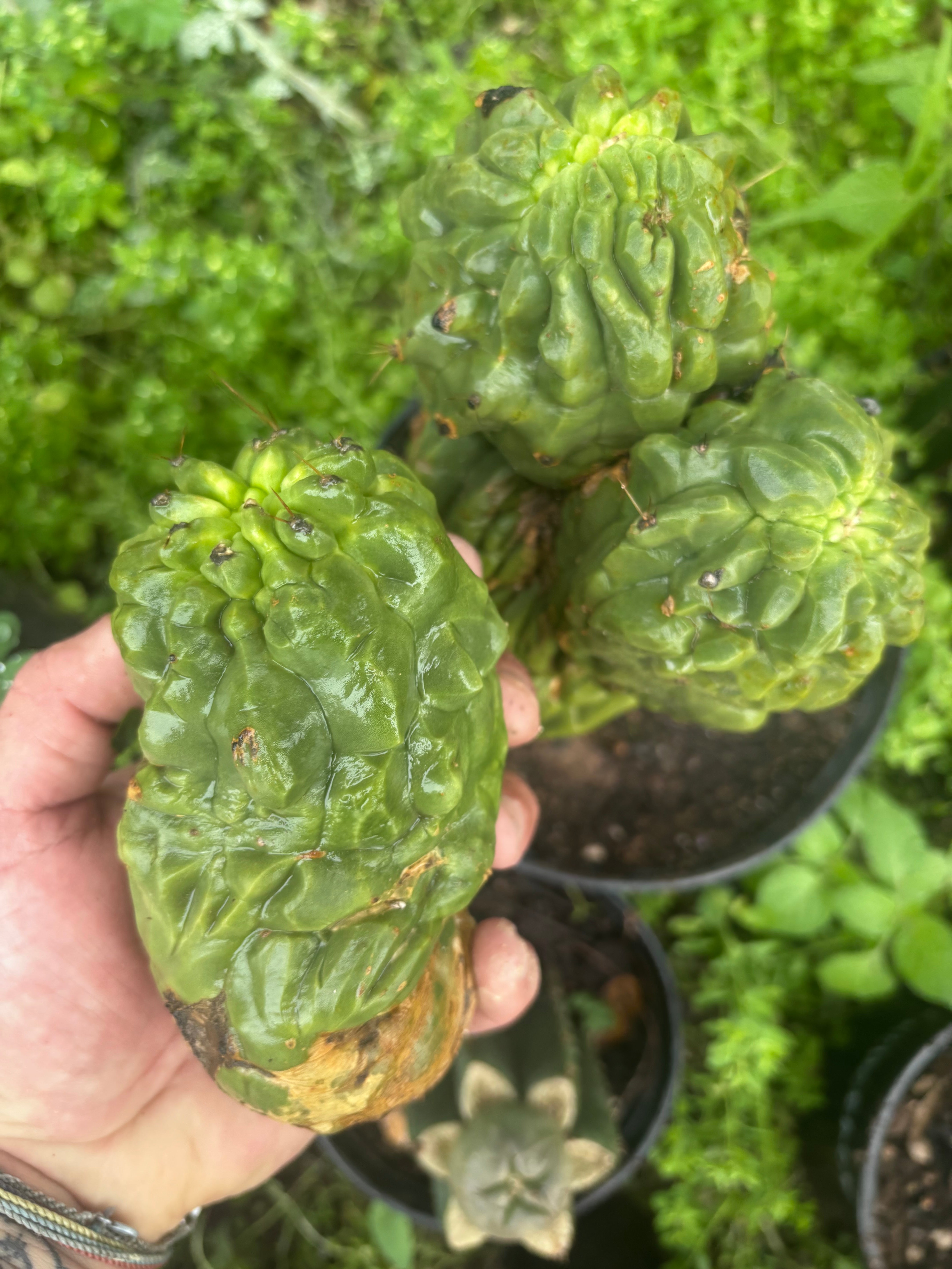 💎👑💎 Schaff — 8” Pup