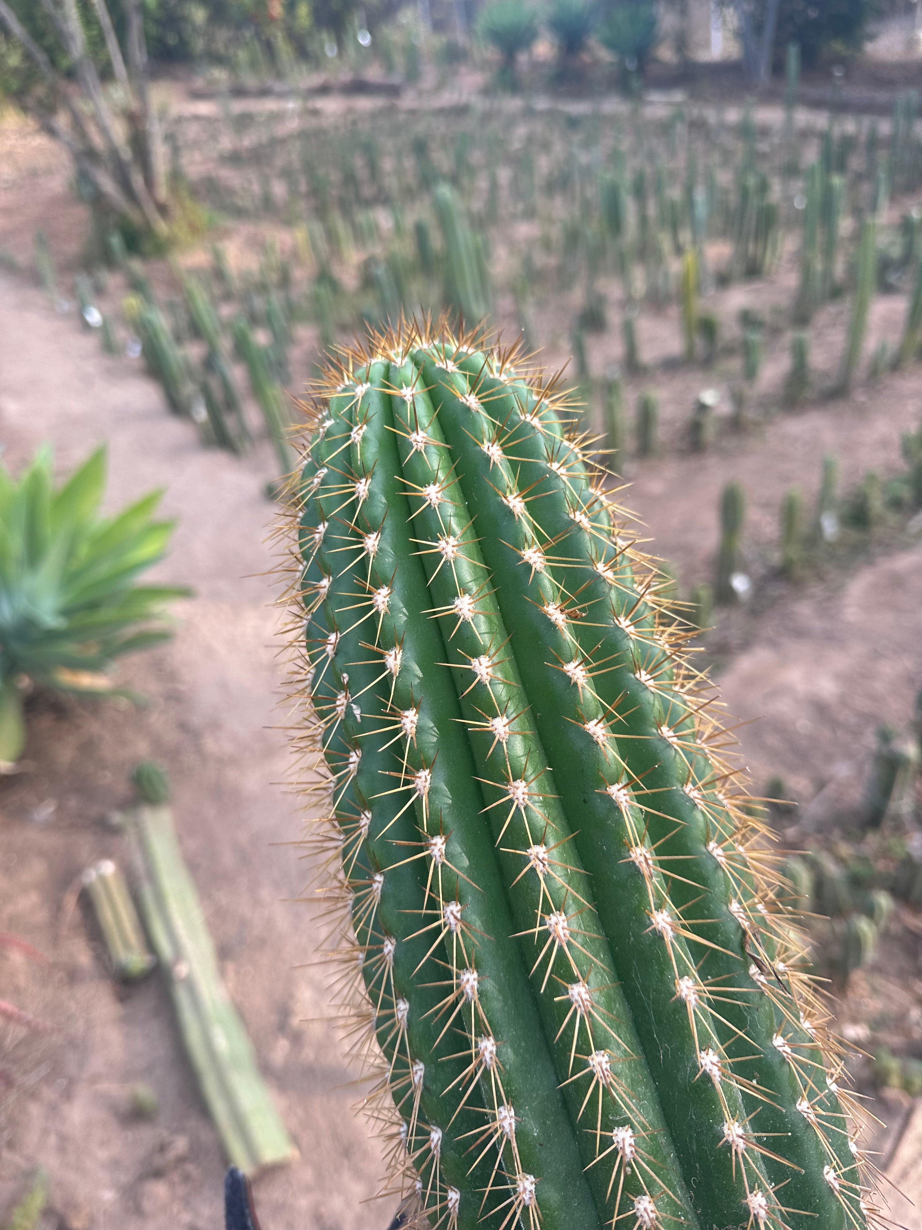 (LAST CALL) The World’s Greatest Grafting Stock — *FAT* 10” Tips (Pre-Order)