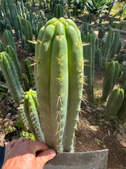 🌶️ 0201 — XL 12” Tip