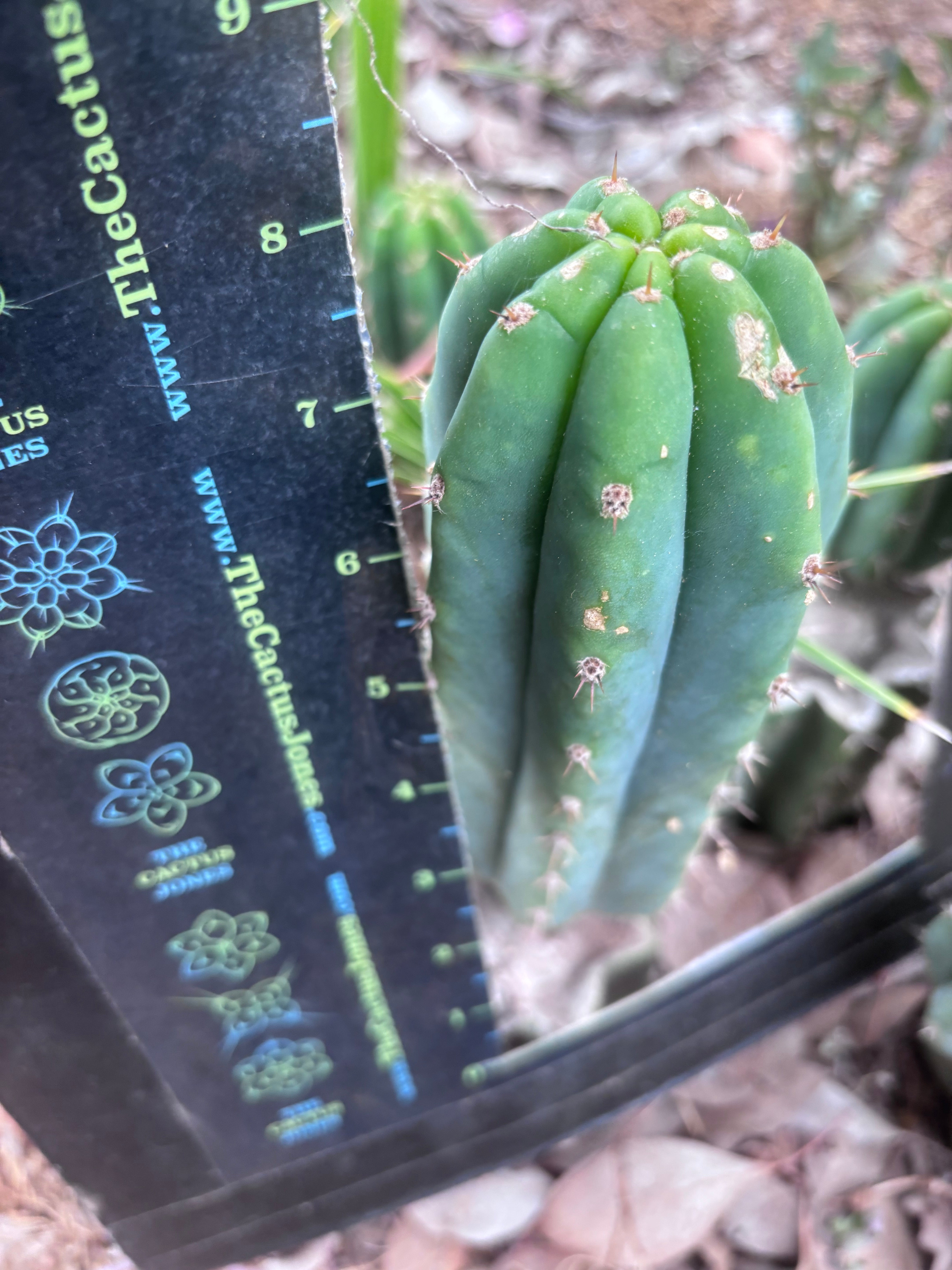 👑🌶️🌶️ Landfill — 8” Pup