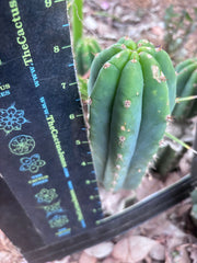 👑🌶️🌶️ Landfill — 8” Pup