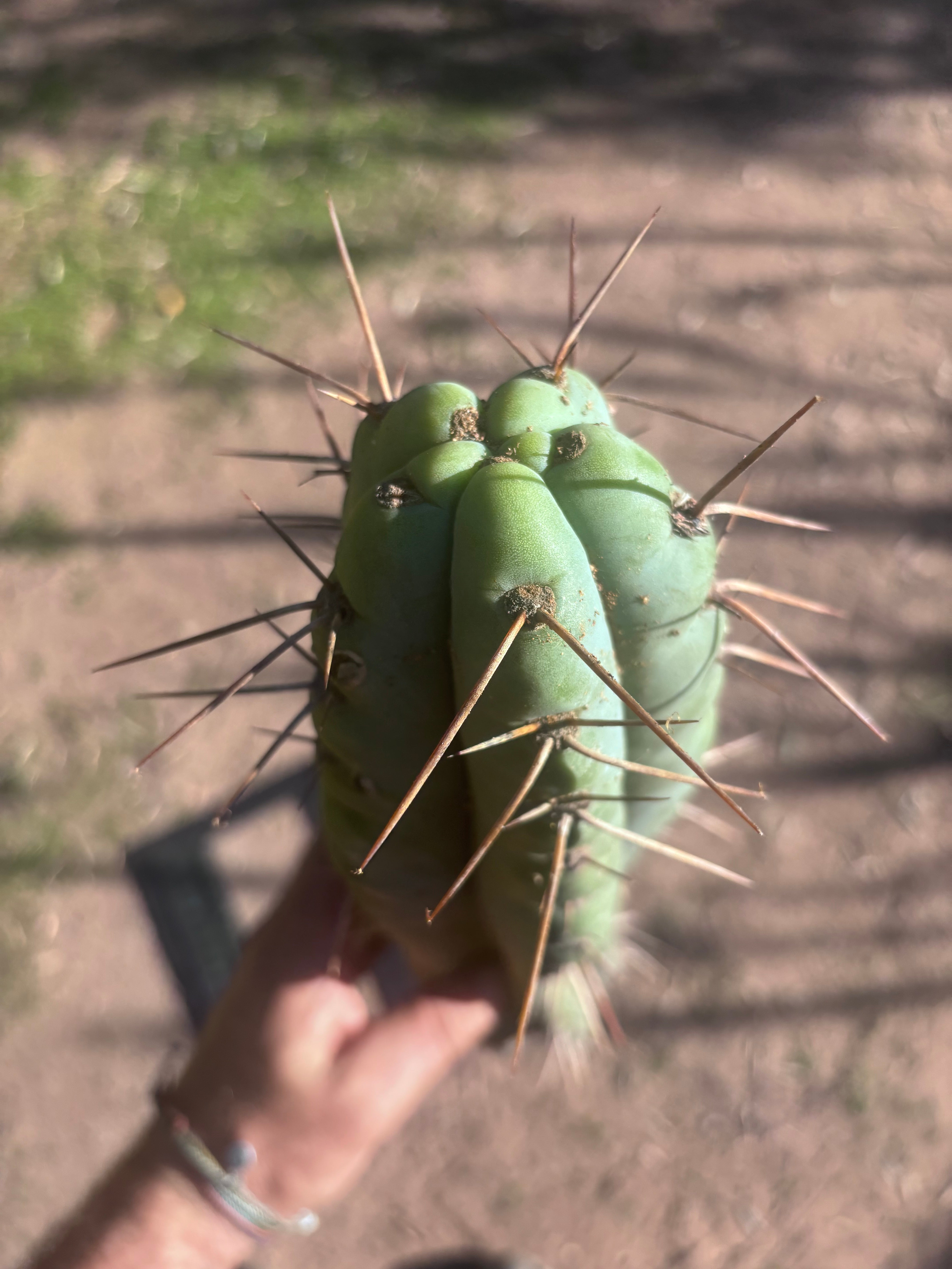 💎🌶️ NOM — XL 16” Tip